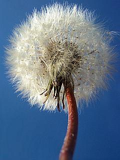 einzelne Pusteblume mit Samen vor strahelnd blauem Himmel