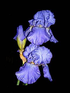 zart-lila Blüten einer Schilf Iris