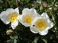 Bildlizenz Wildrosenblüte