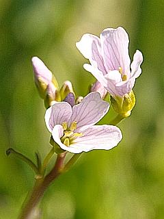 Wiesenschaumkraut Fotografie einer Blüte