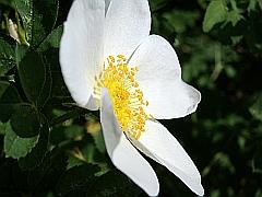 Foto einer weißen Wildrose