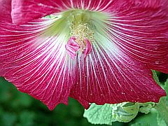 einzelne Blüte einer roten Stockrose