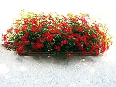 Blumenkasten mit roten Geranien