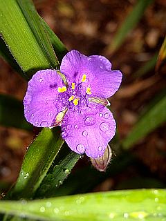 lila Blüte einer Dreimasterblume im Regen