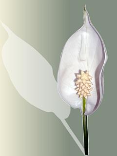 Friedensilie - elegante, weiße Blüte