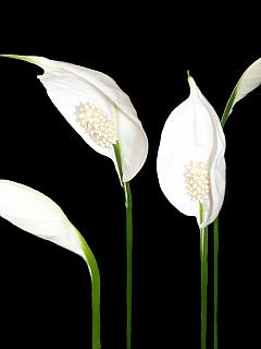 Friedens Lilie - 4 freigestellte weiße Blüten in Großaufnahme