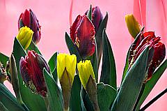 Frühlingsblumen: Tulpen und Narzissen