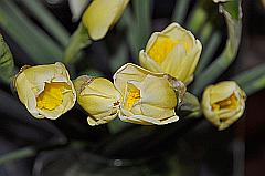 gelbe Narzissen Blüten