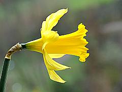 Frühlingsbote: gelbe Osterglocke