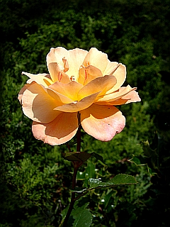 Lachsfarbene Rose in voller Blüte