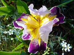 Iris-Blüte in der Draufsicht fotografiert