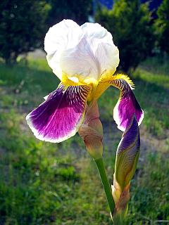 einzelne Irisblüte mit Knospe