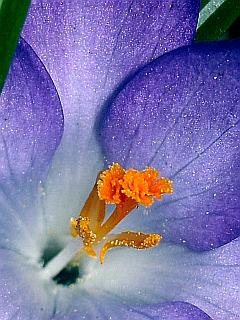 Makroaufnahme einer Krokus-Blüte mit Safran-Fäden