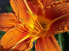 Portrait einer Lilien Blüte in Orange