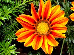 orangene Blütenpracht - wie gemalt für die Postkarte