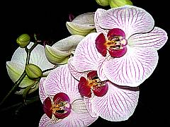 Orchideen - Aufnahmen von edel bis romantisch