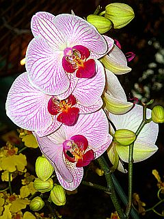 Aufnahme einer weißen Orchideen-Rispe