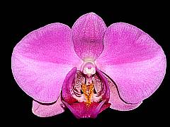 Makroaufnahme einer rosa farbenen Orchideen-Blüte