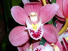 Makroaufnahme einer Orchideen-Blüte