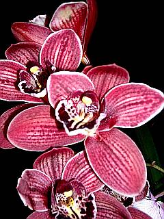 dunkelrote Orchideenrispe