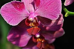 Makro Fotografie einer einzelnen Orchideen Blüte