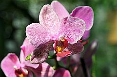 Rosa gesprenkelte Blüte einer Orchidee