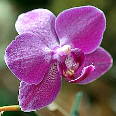 einzelne, rosafarbene Orchideenblüte