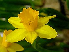 leuchtend gelbe Osterglocke - einzelne Blüte