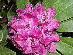 Rhododendron im Purpur-Mantel