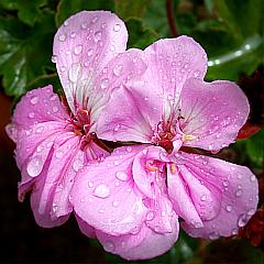 Geranien-Blüten im Regen