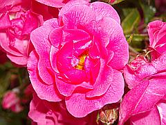rosa Heckenrose