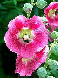 rosa Stockrose - Blüten und Knospen