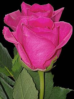 Rose in Rosa