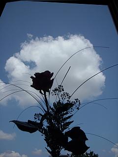 Silhouette einer langstieligen roten Rose vor blauem Himmel
