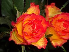 Aufnahme einer zweifarbigen Rose