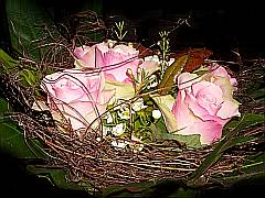 Rosen im Nest / Körbchen