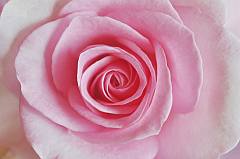 duftige Rosenblüte in zartem Rosa