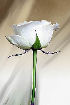 weiße Rose freigestellt auf erdfarbenem Hintergrund