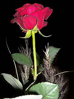 kostenfreie Bildlizenz: rote Rose mit Gräsern