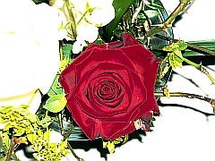 Foto rote Rose