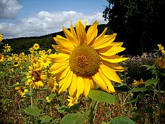 Reife, leuchtend gelbe Sonnenblume im Hochsommer