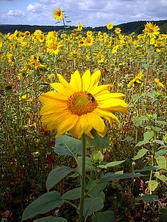 Großaufnahme einer Sonnenblume im Feld vor blauem Sommerhimmel
