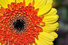 freie Bilder: gelbe Gerbera Blüte