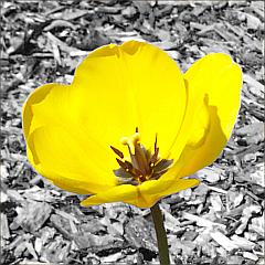 Blüte einer gelben Tulpe