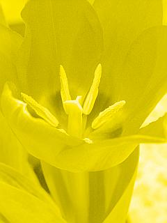 Tulpe ganz in gelb - einzelne Blüte