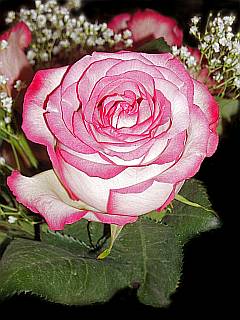 Fotografie einer Rose in Weiß-Rosa