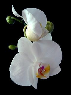 Makro-Aufnahme einer weißen Orchideen-Blüte