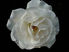 Gratis Bild: Weiße Rose im Regen