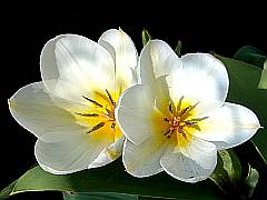 zwei weiße Tulpen - Makro-Aufnahme
