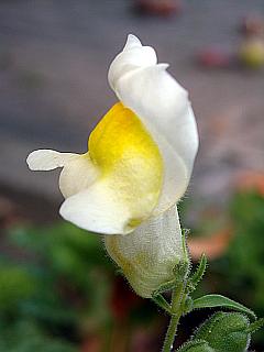 Löwenmäulchen - weiße Blüte mit gelben Akzenten